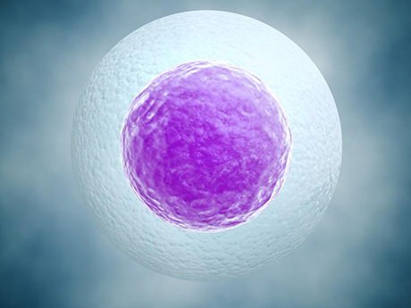 取卵一般取卵巢区优势卵子