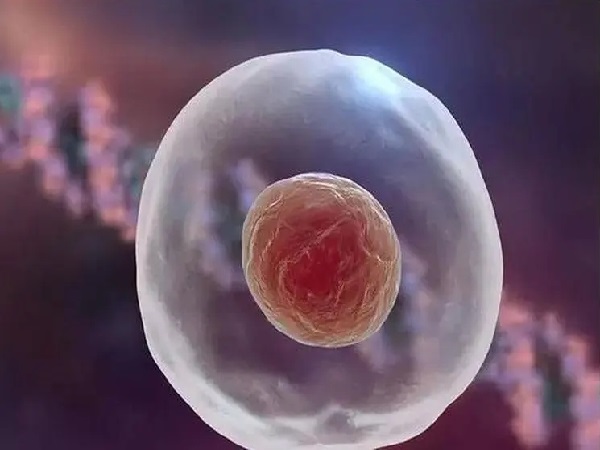 45岁一个卵泡做试管的成功率盘点：关键在于卵子质量！-育儿密码