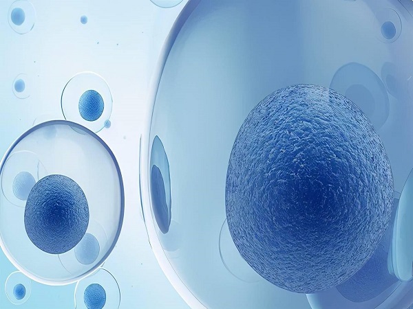 降调人工周期移植冻胚的流程分为三步