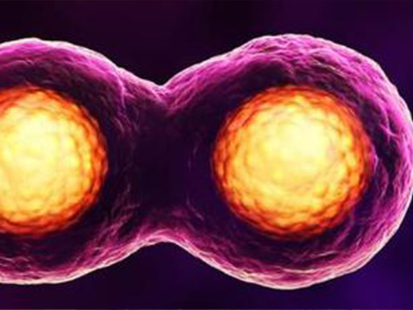 试管囊胚嵌合体的概率在20%-30%左右