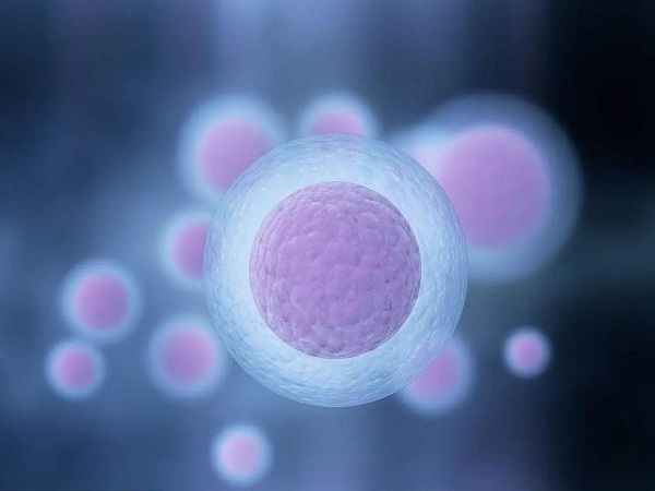 卵泡的生长发育分为四个阶段