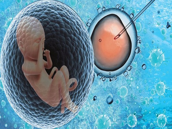 胚胎移植是试管最关键的一步