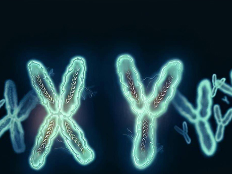 Y染色体代表父系遗传