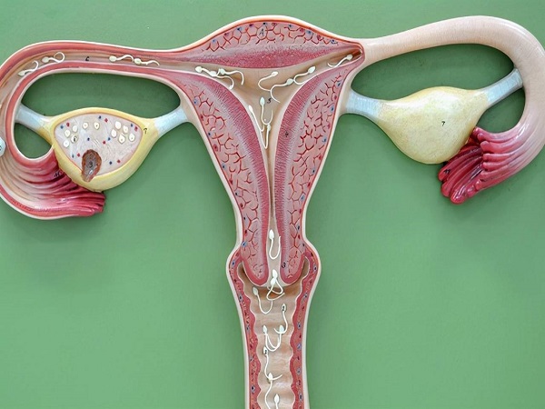 子宫是胚胎生长发育的重要场所