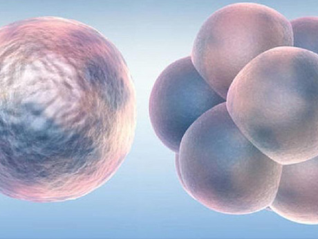 五细胞二级胚胎质量一般
