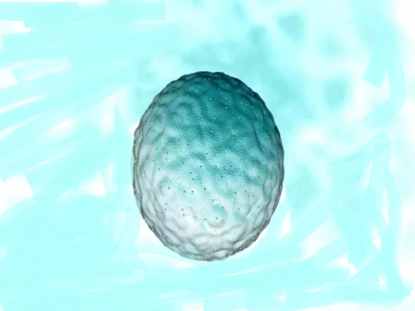 囊胚移植是试管中最常用的