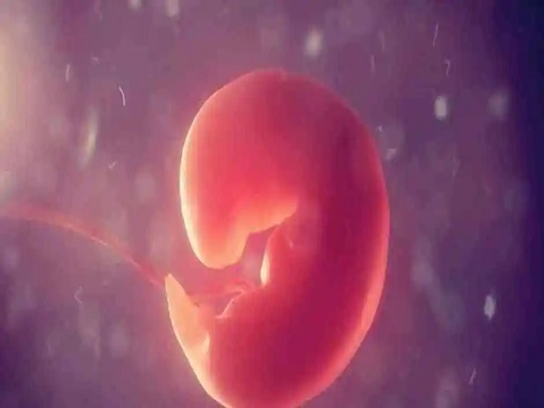 民间认为通过胚芽长得快慢可以判断胎儿性别