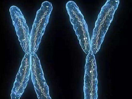 x染色体携带的遗传物质更多