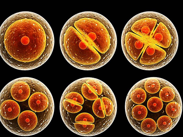 第三天的4细胞胚胎养囊成功率不高