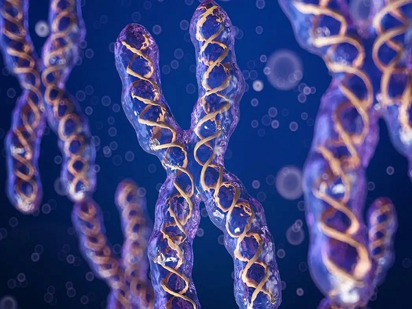 整倍体和非整倍体主要就是染色体数目的不同