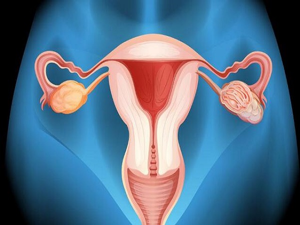 子宫内膜是胚胎着床和发育的场所