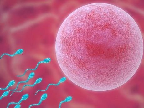 精子卵子质量对胚胎配成率影响比较大
