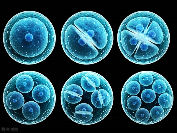融合胚胎和8细胞胚胎哪个好主要看等级