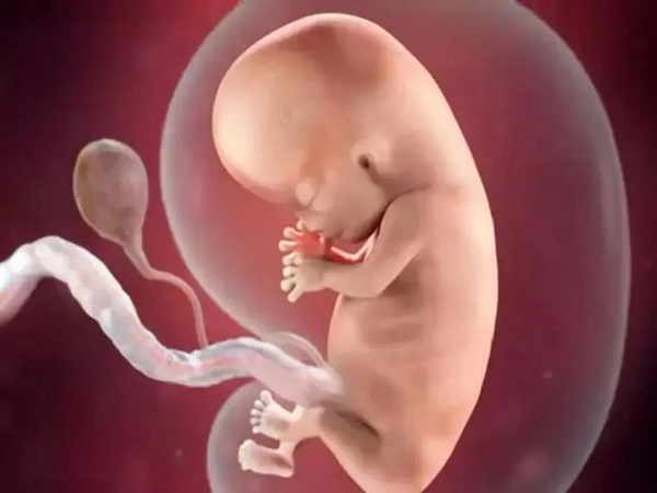 2号染色体重复对于胎儿的影响很大