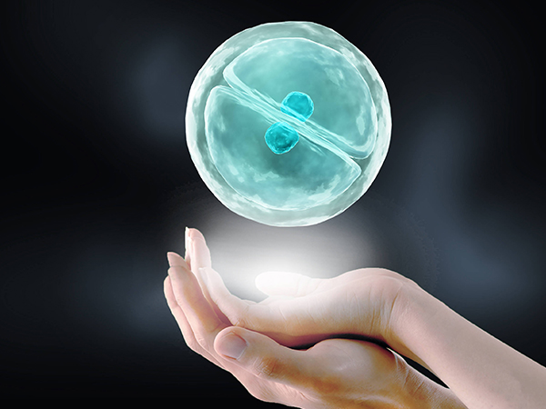囊胚的级别主要与移植成功率有关