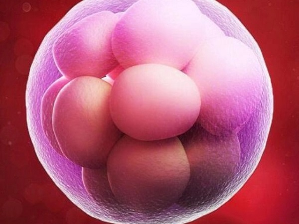 胚胎的质量关系到试管成功率的高低