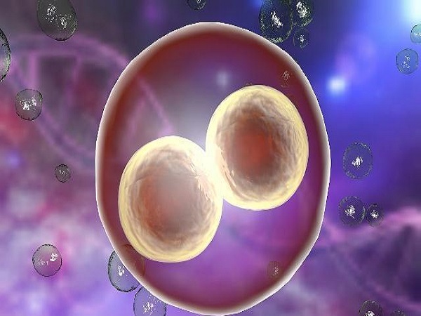 胚胎嵌合体属于异常情况