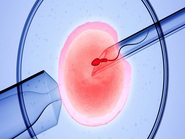 胚胎移植至关重要