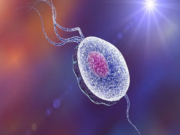 精子DNA碎片率和男性的精子活力有关