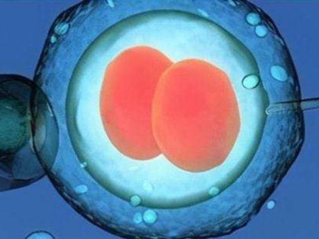 融合胚胎是胚囊形成的早期阶段