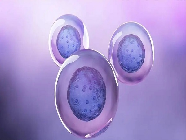三代试管的胚胎筛查主要就是检查染色体是否存在异常