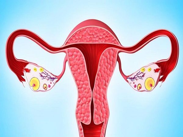 胚胎移植能否成功的关键就是子宫内膜