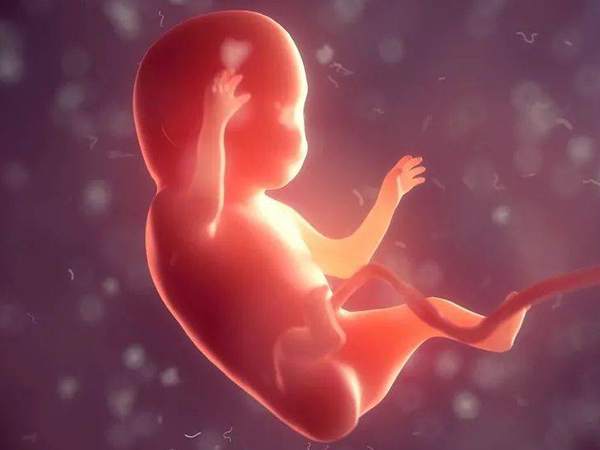 自然怀孕成功率取决于个人体质和女性卵巢的功能