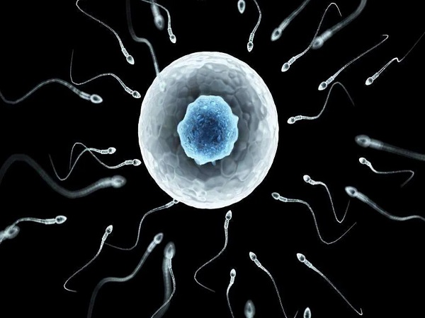 试管胚胎mii代表的是卵子的成熟度