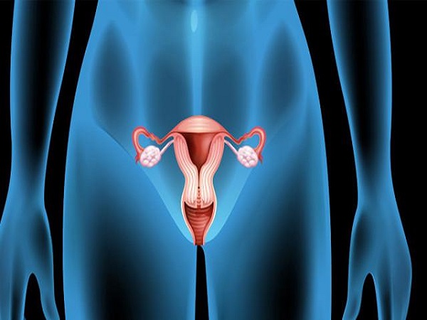 子宫内膜是胚胎着床和生长发育的场所