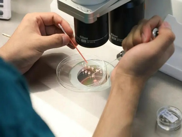 胚胎冷冻技术不会对胚胎的质量造成影响