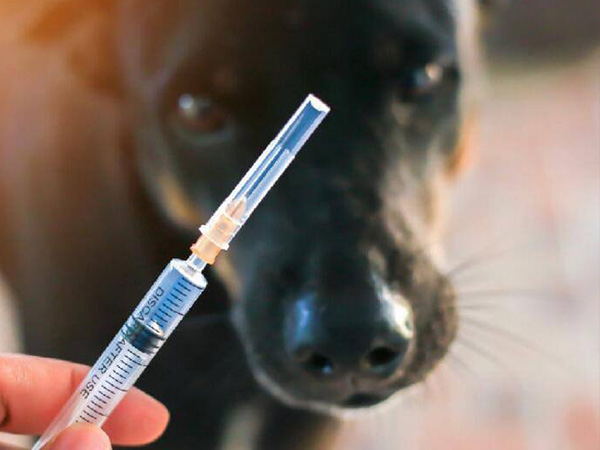 狂犬病疫苗是一种安全性相对较高的疫苗