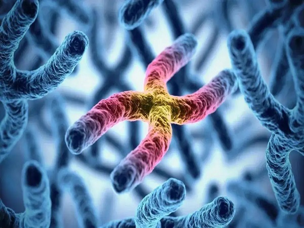 染色体是遗传物质的载体