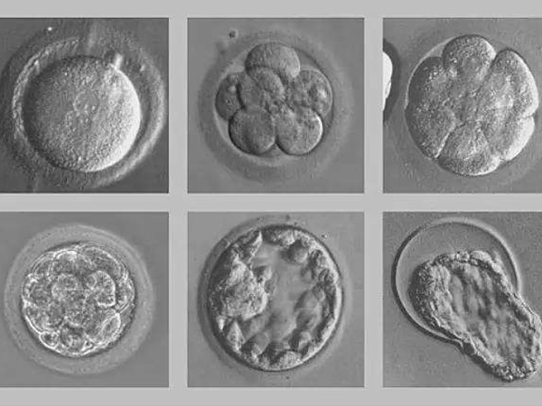 6个细胞的胚胎属于有效胚胎