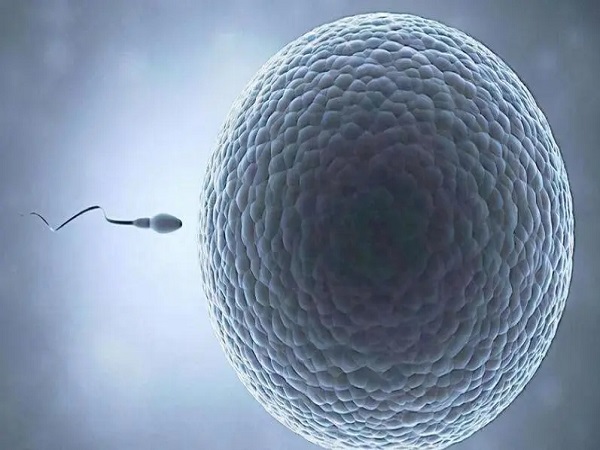 胚胎移植是试管中的关键环节