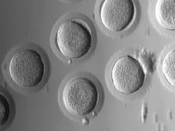 卵泡一般分布在女性左右两个卵巢中