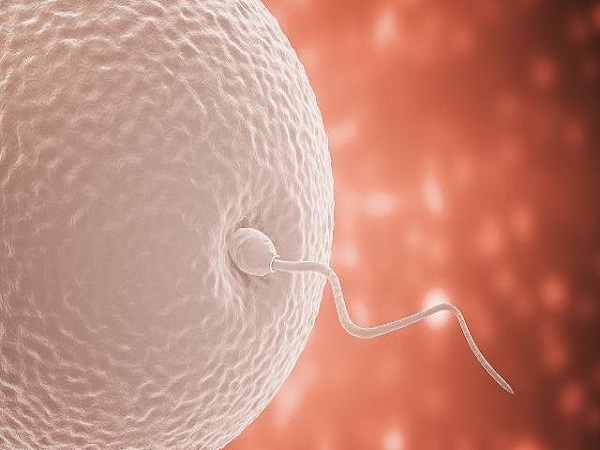 精子和卵子受精之后女性才能怀孕