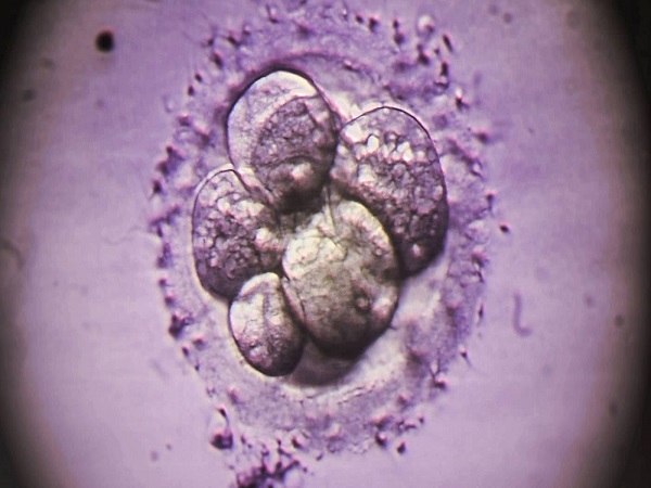 三代试管一般移植囊胚