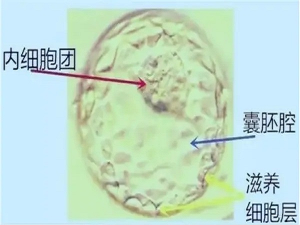 囊胚pgd筛查的通过率并不低