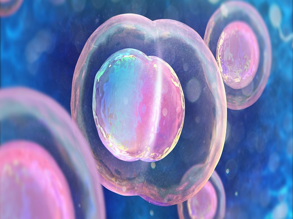 融合胚胎在试管中比较常见