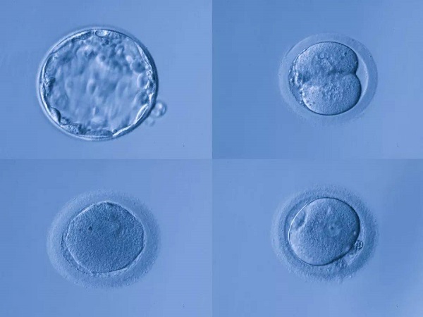 养囊对于胚胎也是有要求的