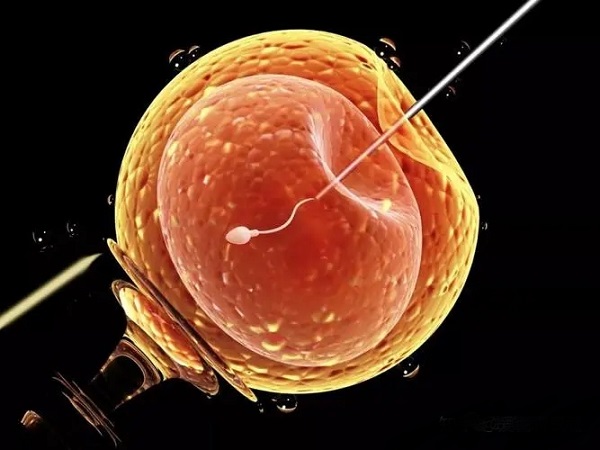 移植一个胚胎和二个的成功率相差不大