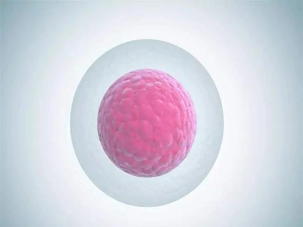 雌二醇的水平和卵泡质量有关