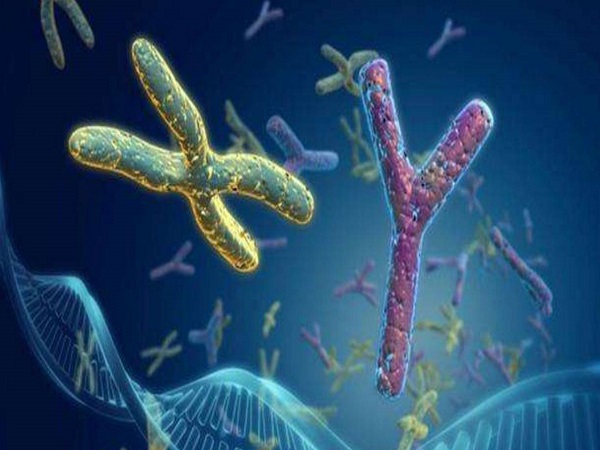 染色体是遗传基因的载体