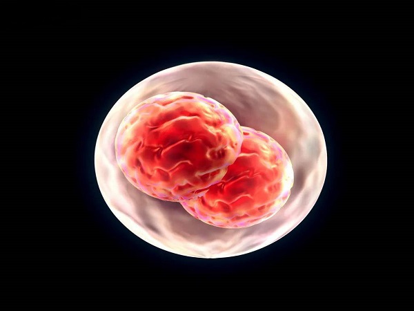 内膜不均匀会影响胚胎着床