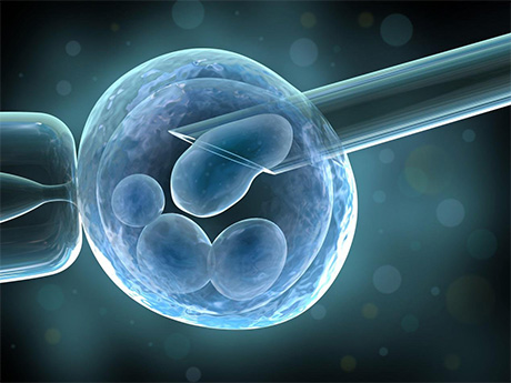 胚胎可按质量分为四个等级