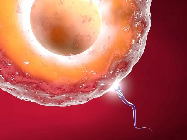 优质的卵子和精子是试管的基础
