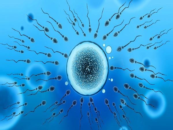 抗精子抗体对生育有影响