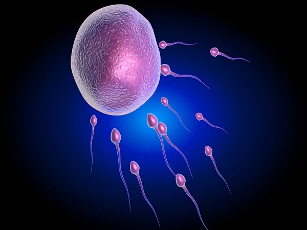 雌二醇是促进卵泡发育的重要激素