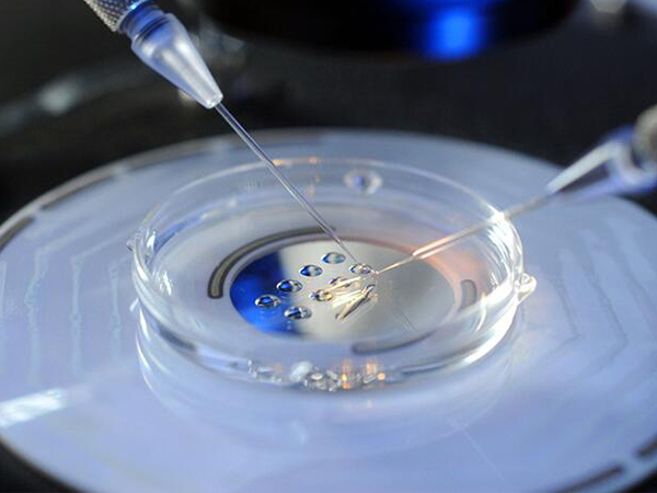 医生技术与实验室环境好配成的胚胎比较多