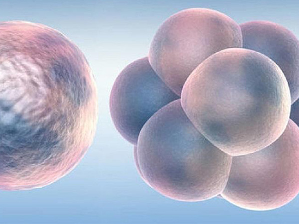 卵子质量差会导致配不成好胚胎